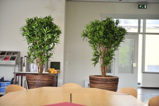 dracena reflexa yamaica in banan rond